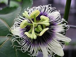 Resultado de imagem para Passiflora edulis