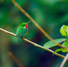 Para La Naturaleza On Instagram Sabias Que El San Pedrito Hace Sus Nidos En Taludes Y Barrancos Paralanaturaleza Birds Puertorico In 2020 Animals Bird Parrot