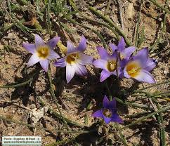 Image result for Romulea