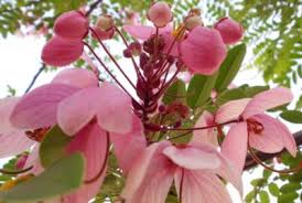 Image result for Cassia nodosa