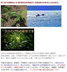 メルカリ 平浦びわ組合 ビワ葉茶 びわの葉まるっぼ 40g ノーカット コスメ 香水 美容 1 499 中古や未使用のフリマ