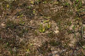 Image result for Ophioglossum gomezianum
