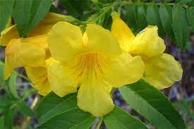 Since yellow is the color of hope and happiness, add it to your garden with these 42 types of yellow flowers! Factsheet Tecoma Stans Yellow Bells