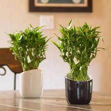 Petra croton is an ideal variety for indoors, as it can stay in low light also. 10 Best Low Light Houseplants Costa Farms