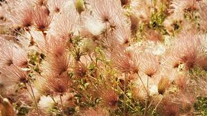 Up to 20% off hedging. Low Water Flowering Shrubs Sunset Magazine