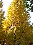 道ばたに生えている草を何でも吸ってみるヤシの集うスレまとめページ