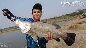 Bulan desember hingga maret, musim kemarau terjadi pada. Ciri Lokasi Sungai Habitat Ikan Kakap Putih Hewanpedia