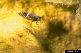 Image result for Lijndenia sp. cf barteri
