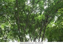 Image result for Pericopsis