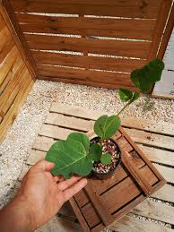 Image result for Erythrina zeyheri