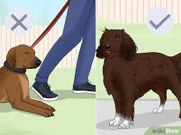 Maybe you would like to learn more about one of these? 14 Ways To Train Your Service Dog Without A Professional Trainer