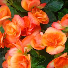 200pcs Colourful Begonia Flower Flores Uncommon Rose Rieger Begonia Flower Begonia Semperflorens Plantas Bonsai Plant Reside Flower Seeds Bonsai Plants Flowers