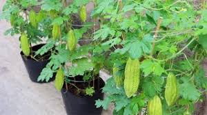 Image result for Momordica pterocarpa