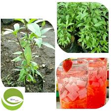 We did not find results for: Jual Bibit Tanaman Daun Selasih Biji Selasih Selasih Basil Di Lapak Mitra Bibit Bukalapak