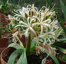 Image result for Ammocharis tinneana