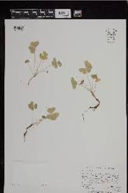 Image result for Oxalis anthelmintica