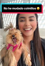 La valentía de Luca: historia de un perro atacado