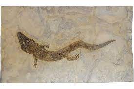 Check out our archegosaurus selection for the very best in unique or custom, handmade pieces from our shops. Archegosaurus Fossga Fossils Are An Investment