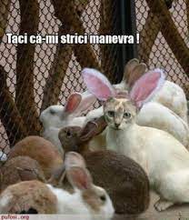 Hamsteri, animale amuzante, chinchillas, animale haioase, iepuri, porcușori de guinea, pisici, animal comic, cele mai drăguțe animale. Pin On Sara Thea