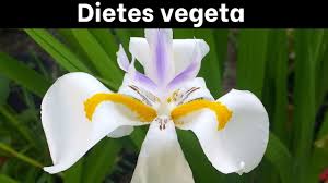 Image result for Dietes