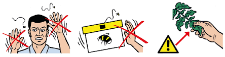 Die hummeln (bombus) sind eine zu den echten bienen gehörende gattung staatenbildender insekten.die im weiblichen geschlecht über einen wehrstachel verfügenden hautflügler (hymenoptera) gehören zu den stechimmen, auch wehrimmen genannt.sie kommen überwiegend in den gemäßigteren und kühleren regionen der nordhalbkugel vor. Informationen Zur Behandlung Von Hummelstichen Und Allergien Koppert
