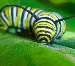 How To Raise Monarch Butterflies At Home Save Our Monarchs