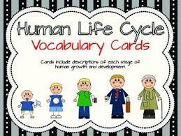 Human Life Cycle Vocabulary Cards Human Life Cycle Life Cycles Vocabulary Cards