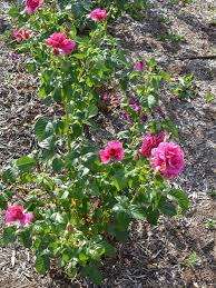 Healthy rose with nice flushes. World Plants