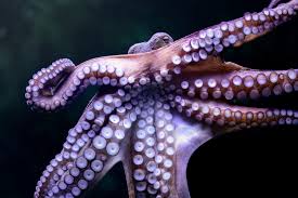 The Quest to Cure My Octopus Phobia