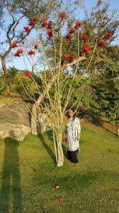 Flowers are one of the most beautiful creations of nature. Beautiful Flowering Trees Picture Of The Oberoi Udaivilas Udaipur Tripadvisor