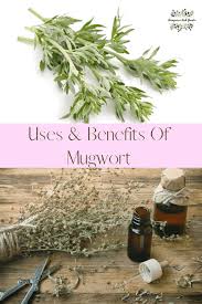 Aug 16, 2017 · when smoked, mugwort relaxes the body and is known to enhance and improve recollection of dreams. Mugwort How To Grow And Use Homegrown Herb Garden