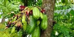 Terus pas hari kapan, buka cookpad liat inspirasi resep, ada manisan belimbing wuluh resepnya mbak. 6 Kreasi Resep Olahan Belimbing Wuluh Yang Lezat Dan Anti Bosan Merdeka Com