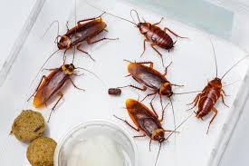 Can i do pest control myself? Cockroach Pest Control In Melbourne Why And How Pest Control Services Termite Control Termite Treatment