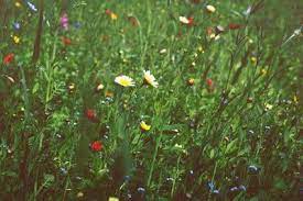Long Shot Of Multicolored Tall Wildflowers In Long Tall Grass In Spring Spring Flowers Background Vegetable Garden For Beginners Flower Background Wallpaper