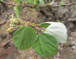 Image result for Pouzolzia mixta