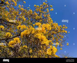 Image result for Handroanthus chrysotrichus