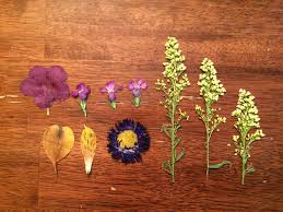 You can recharge silica gel by placing it in the oven for 30 minutes. Pressed Flower Collage With Diy Microwave Flower Press Kayla And The Satellite