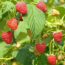 Image result for Rubus