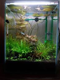 夢のニムファ水槽変遷 ニートと犬と水槽と