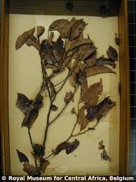 Image result for Staudtia