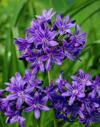 10 Amazing Facts Of Agapanthus Peter Pan 6 Is Shocking In A Good Way Plants Lily Plants African Lily