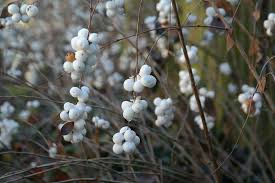 Birds and mammals consume the white berries and use the shrubs for cover and nesting sites. January Coralberry And Snowberry 317grow