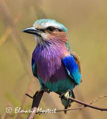 Lilac Breasted Roller Lilac Breasted Roller Beautiful Birds Bird Art