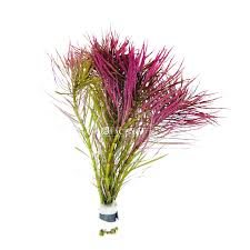 Image result for Pogostemon aquaticus