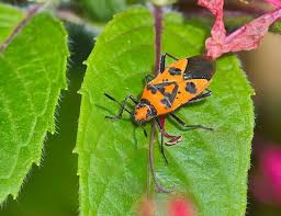 Image result for Canthium bugoyense