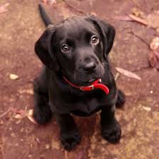 22 Adorable Dog Breeds You Ll See In Puppy Bowl 2014 Cute Dogs Breeds Cute Dogs Puppies