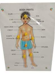 Side view of the human tongue. White Wooden Human Body Parts Puzzle Game Box Rs 350 Piece Gk Enterprises Id 23328089412