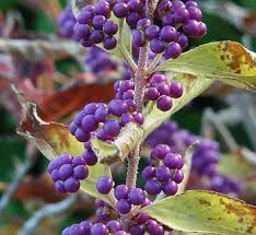 Image result for Uvaria acuminata