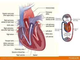 Transport System In Human Beings