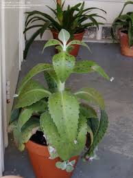 View Picture Of Donkey Ears Life Plant Kalanchoe Gastonis Bonnieri At Dave S Plants Propagating Succulents Succulents Garden